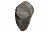 Triceratops Shed Tooth - Montana #229162-1